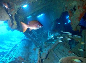 Top Diving Destinations | Travel Destinations | Marinalife
