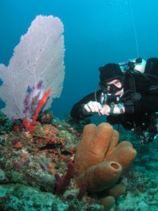 Top Diving Destinations | Travel Destinations | Marinalife