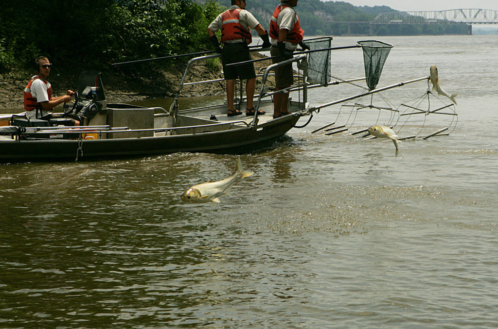 Catching Asian Carp | Food | To Beat âEm, Eat âEm: Invasive Species Recipes | Marinalife