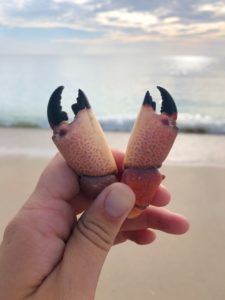 Stone Crab Claws | Maryland Blue Crabs vs Florida Stone Crabs | Marinalife