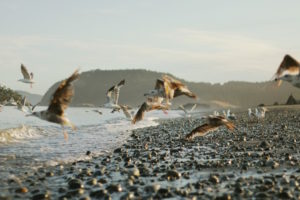 Deception Pass State Park by April Rose | Whidbey & Camano Islands | Marinalife