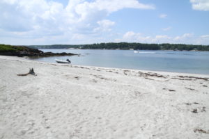 Beach near Sebasco | Casco Bay| Marinalife