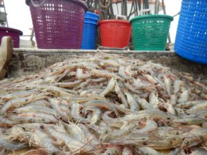 Shrimp on boat by Marine Extension and Georgia Sea Grant | Lowcountry Shrimp | Marinalife
