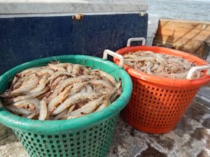 Shrimp in buckets by Marine Extension and Georgia Sea Grant | Lowcountry Shrimp | Marinalife