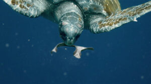 Turtle nibbles on Eco Six Pack Ring | eco-friendly boating | Marinalife