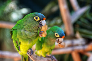 Tropical Birds - Puerto Vallarta, Mexico - Marinalife