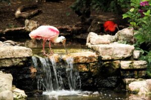 Roseate Spoonbill - Florida's Islands - marinalife
