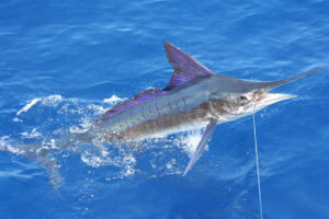 Striped marlin - fishing spots - marinalife