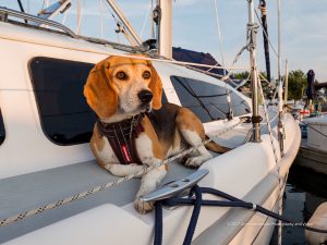 Reefpoint Marina Dog - marina spotlight - marinalife