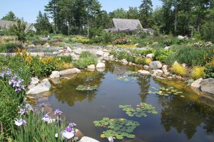 Botanical Garden Pond - destination - boothbay - marinalife