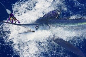 white marlin - history - marinalife