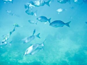 antigua - this or that - marinalife