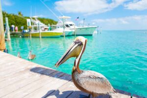 Islamorada - weekend warrior - marinalife