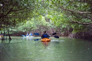 Laguna Grande - bioluminescent bays - marinalife